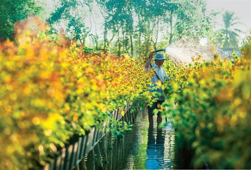 Phương thức trồng hoa vào giỏ rồi đưa lên giàn cao trên nước.