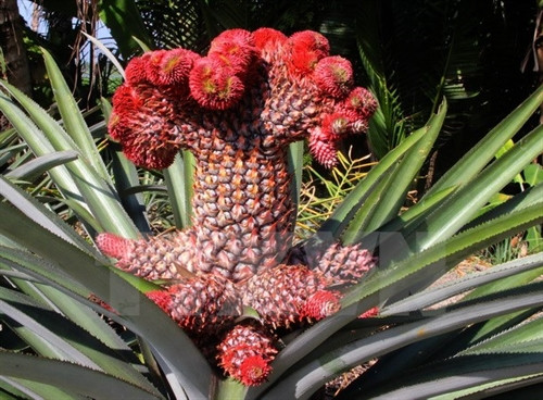 Quả dứa phụng được đánh giá là đẹp khi có phần đầu xòe to, đỏ rực như đuôi phụng, phần cuống có nhiều quả nhỏ bao quanh. (Ảnh: Xuân Dự/TTXVN)