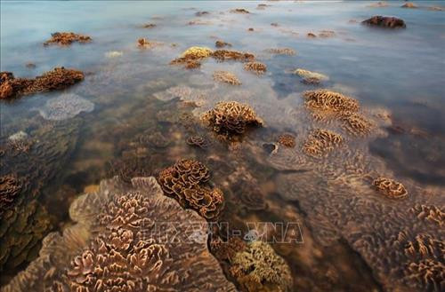 Vẻ tuyệt đẹp của hệ sinh thái san hô tự nhiên tại Hòn Yến, Phú Yên. Ảnh: Trọng Đạt - TTXVN