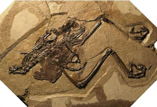 Nguồn ảnh: Phys.org Nguồn ảnh: Phys.org