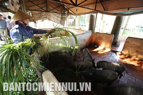 Hà Nội đẩy mạnh hoạt động xúc tiến thương mại, kết nối sản xuất với thành phố Hải Phòng góp phần tiêu thụ nông lâm thủy sản an toàn. Ảnh: Thanh Tuyền Phó Chủ tịch Thường trực Ủy ban Nhân dân thành phố Hà Nội Nguyễn Văn Sửu cho rằng, Hà Nội duy trì được các chuỗi cung ứng, bảo đảm sản lượng lương thực, thực phẩm tiêu thụ cho người tiêu dùng Thủ đô là nhờ sự tích cực của nhiều tổ chức, doanh nghiệp, hợp tác xã. Ảnh: Thanh Tuyền Trang trại Hoa Viên ở xã Yên Bình, huyện Thạch Thất mỗi năm cung cấp cho thị trường gần 1 vạn con lợn giống và hàng nghìn tấn lợn thương phẩm chất lượng cao. Ảnh: Thanh Tuyền Sản xuất nấm tại Công ty trách nhiệm hữu hạn xuất nhập khẩu Kinoko Thanh Cao không chỉ tạo ra nấm sạch, có giá trị dinh dưỡng cao mà còn giúp nâng cao thu nhập cho bà con nông dân sinh sống ở xã Đốc Tín, huyện Mỹ Đức (Hà Nội). Ảnh: Thanh Tuyền