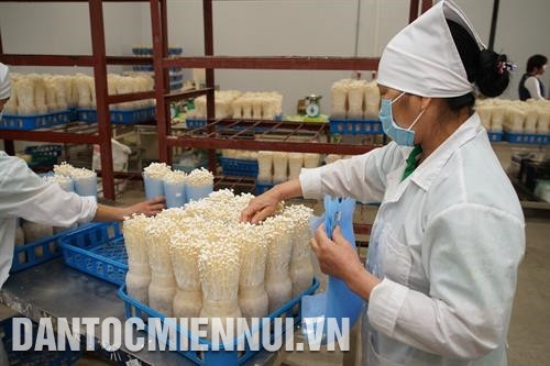 Hà Nội đẩy mạnh hoạt động xúc tiến thương mại, kết nối sản xuất với thành phố Hải Phòng góp phần tiêu thụ nông lâm thủy sản an toàn. Ảnh: Thanh Tuyền Phó Chủ tịch Thường trực Ủy ban Nhân dân thành phố Hà Nội Nguyễn Văn Sửu cho rằng, Hà Nội duy trì được các chuỗi cung ứng, bảo đảm sản lượng lương thực, thực phẩm tiêu thụ cho người tiêu dùng Thủ đô là nhờ sự tích cực của nhiều tổ chức, doanh nghiệp, hợp tác xã. Ảnh: Thanh Tuyền Trang trại Hoa Viên ở xã Yên Bình, huyện Thạch Thất mỗi năm cung cấp cho thị trường gần 1 vạn con lợn giống và hàng nghìn tấn lợn thương phẩm chất lượng cao. Ảnh: Thanh Tuyền Sản xuất nấm tại Công ty trách nhiệm hữu hạn xuất nhập khẩu Kinoko Thanh Cao không chỉ tạo ra nấm sạch, có giá trị dinh dưỡng cao mà còn giúp nâng cao thu nhập cho bà con nông dân sinh sống ở xã Đốc Tín, huyện Mỹ Đức (Hà Nội). Ảnh: Thanh Tuyền