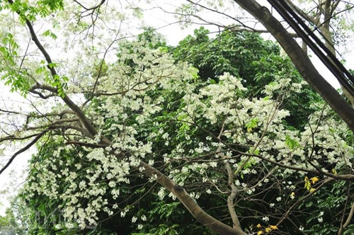 Hẹn gặp lại, sắc trắng hoa sưa ảnh 1