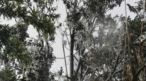 Băng tuyết rơi ở Tam Đảo (Vĩnh Phúc). Ảnh: Trọng Lịch- TTXVN Băng tuyết rơi ở Tam Đảo (Vĩnh Phúc). Ảnh: Trọng Lịch- TTXVN