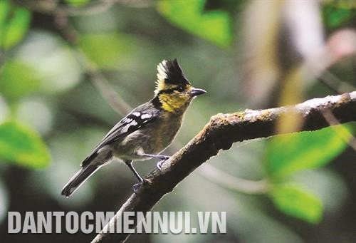 Chim Bạc má mào sinh sống trong Khu bảo tồn thiên nhiên Tà Đùng Chim Bạc má mào sinh sống trong Khu bảo tồn thiên nhiên Tà Đùng
