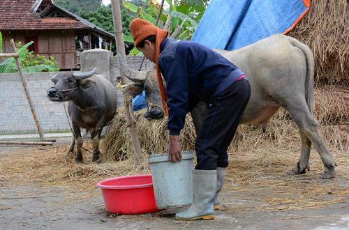 Người dân ở khu vực biên giới tỉnh Điện Biên tích cực thực hiện các biện pháp chủ động phòng, chống rét cho vật nuôi. Ảnh: Văn Dũng - TTXVN Người dân ở khu vực biên giới tỉnh Điện Biên tích cực thực hiện các biện pháp chủ động phòng, chống rét cho vật nuôi. Ảnh: Văn Dũng - TTXVN