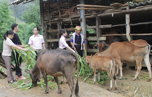 Chị Giàng Thị Chu vay 20 triệu đồng về sửa sang chuồng trại kiên cố, nuôi bò vỗ béo, cho thu nhập cao.