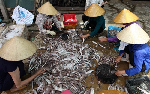 Gia đình chị Lê Thị Tuyến ở xã Hoằng Phụ, huyện Hoằng Hóa vay vốn chương trình giải quyết việc làm đầu tư cơ sở làm nước mắm, cá khô đã thu hút nhiều lao động địa phương. Gia đình chị Lê Thị Tuyến ở xã Hoằng Phụ, huyện Hoằng Hóa vay vốn chương trình giải quyết việc làm đầu tư cơ sở làm nước mắm, cá khô đã thu hút nhiều lao động địa phương.
