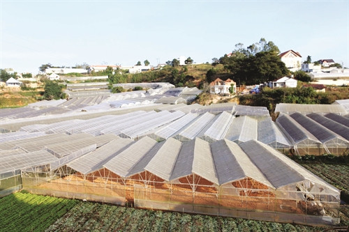 Trong giai đoạn từ năm 2011 - 2015, nông nghiệp công nghệ cao tại tỉnh Lâm Đồng đã có sự phát triển vượt bậc về năng suất, thu nhập và chất lượng sản phẩm