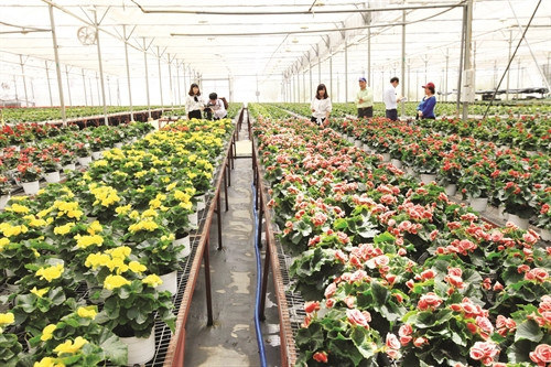 Sản phẩm hoa tươi của Công ty Dalat Hasfarm (Lâm Đồng) được trồng trong nhà kính