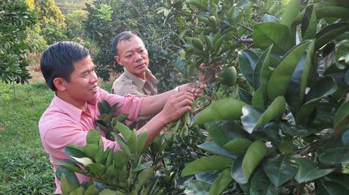 Cán bộ khuyến nông tỉnh hướng dẫn nông dân chăm sóc cây ăn quả. Ảnh: Quang Duy – TTXVN Cán bộ khuyến nông tỉnh hướng dẫn nông dân chăm sóc cây ăn quả. Ảnh: Quang Duy – TTXVN