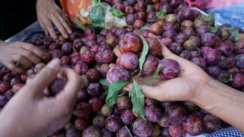 Mận hậu giúp người Mộc Châu thoát nghèo ảnh 8