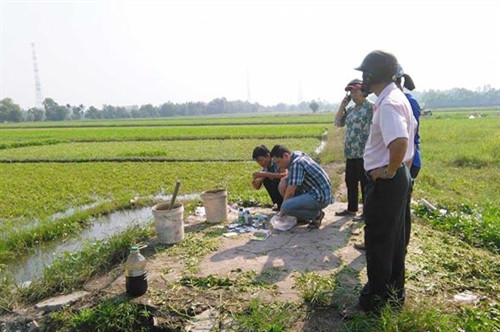 Bắt quả tang dùng nhớt thải để kích thích tăng trưởng rau muống ảnh 2