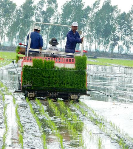 Sử dụng máy cấy giảm được chi phí, lúa ít đổ ngã và cho chất lượng hạt lúa tốt hơn. Ảnh: nongnghiep.vn