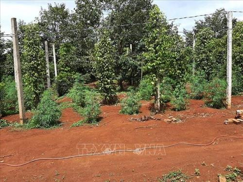 Đắk Lắk: Liên tiếp phát hiện 3 gia đình trồng cây cần sa trái phép ảnh 3 Đắk Lắk: Liên tiếp phát hiện 3 gia đình trồng cây cần sa trái phép ảnh 3