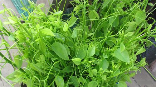 Loại rau này được nhiều người thành phố tìm mua