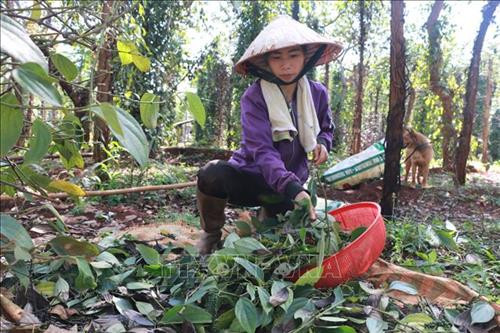 Chị Nguyễn Thị Loan thu hoạch tiêu bắt đầu già nhưng đang chết dần. Ảnh: K GỬIH -TTXVN Chị Nguyễn Thị Loan thu hoạch tiêu bắt đầu già nhưng đang chết dần. Ảnh: K GỬIH -TTXVN