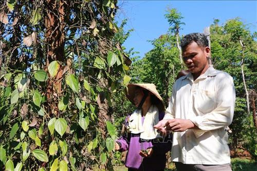 Gia đình anh Điểu Pré, thôn 2 bất lực nhìn tiêu chết dần. Ảnh: K GỬIH -TTXVN Gia đình anh Điểu Pré, thôn 2 bất lực nhìn tiêu chết dần. Ảnh: K GỬIH -TTXVN