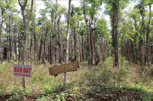 Người trồng tiêu phải rao bán đất để trả nợ. Ảnh: K GỬIH -TTXVN Người trồng tiêu phải rao bán đất để trả nợ. Ảnh: K GỬIH -TTXVN