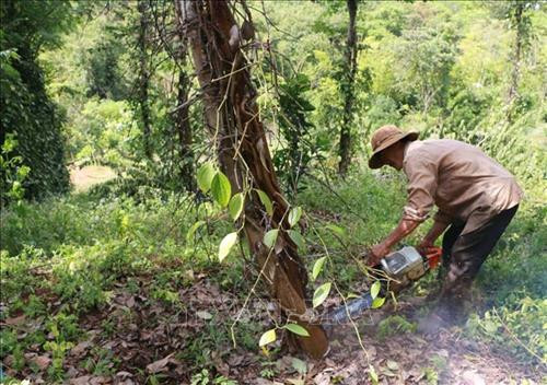 Người dân cưa trụ tiêu chết để chuyển đổi cây trồng. Ảnh: K GỬIH - TTXVN Người dân cưa trụ tiêu chết để chuyển đổi cây trồng. Ảnh: K GỬIH - TTXVN