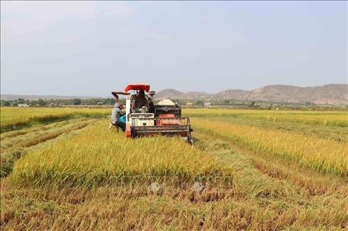 Thu hoạch lúa tại huyện Phú Thiện, tỉnh Gia Lai. Ảnh: Hoài Nam - TTXVN