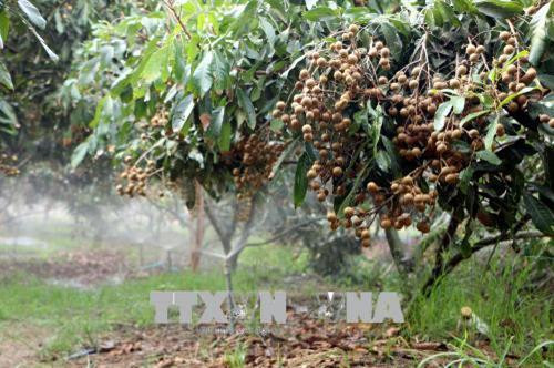 Nhãn Ido được trồng theo tiêu chuẩn VietGap cho năng suất cao. Ảnh: Trung Hiếu - TTXVN Nhãn Ido được trồng theo tiêu chuẩn VietGap cho năng suất cao. Ảnh: Trung Hiếu - TTXVN