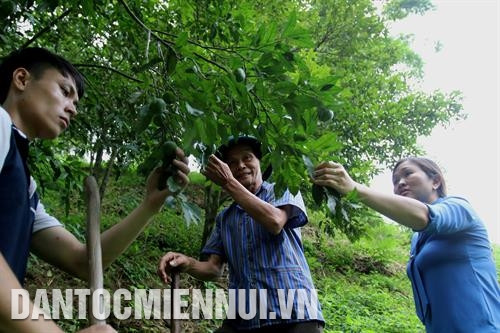 Cán bộ khuyến nông huyện hướng dẫn đồng bào chăm sóc quýt chuẩn bị cho thu hoạch ở HTX Đại Hà, thôn Nà Kha, xã Quang Thuận