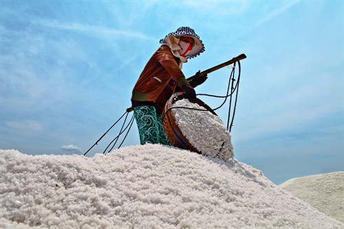 Thu hoạch muối tại cánh đồng muối Phương Cựu, huyện Ninh Hải. Ảnh: Trọng Đạt - TTXVN Thu hoạch muối tại cánh đồng muối Phương Cựu, huyện Ninh Hải. Ảnh: Trọng Đạt - TTXVN