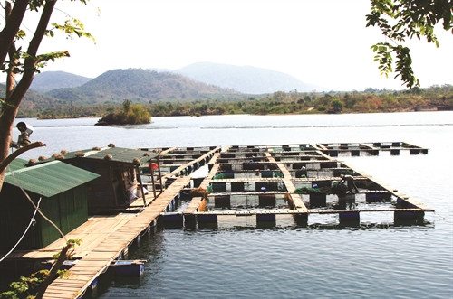 Nuôi cá tầm trong lồng bè trên hồ chứa sẽ tận dụng được nguồn thức ăn tự nhiên phong phú, tốc độ phát triển của cá nhanh hơn nuôi bể