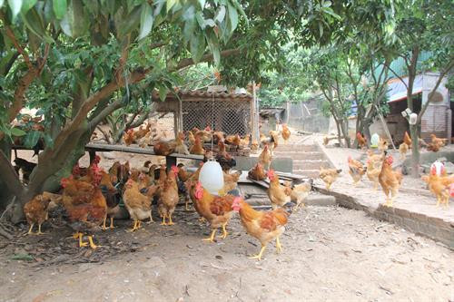 Phó Bí thư Thường trực Thành ủy Hà Nội Ngô Thị Thanh Hằng thăm quan Mô hình trang trại tổng hợp của hộ gia đình ông Đặng Quang Tiến ở xã Minh Phú, huyện Sóc Sơn (Hà Nội).