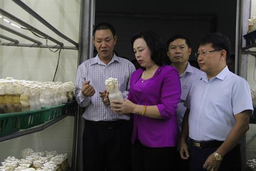 Phó Bí thư Thường trực Thành ủy Hà Nội Ngô Thị Thanh Hằng thăm một cơ sở sản xuất nấm tại xã Minh Phú, huyện Sóc Sơn (Hà Nội).