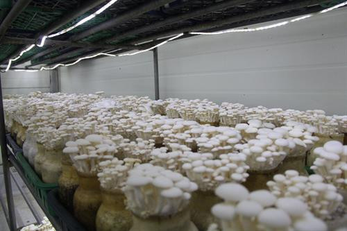 Sản xuất nấm theo công nghệ Hàn Quốc tại xã Minh Phú, huyện Sóc Sơn (Hà Nội).