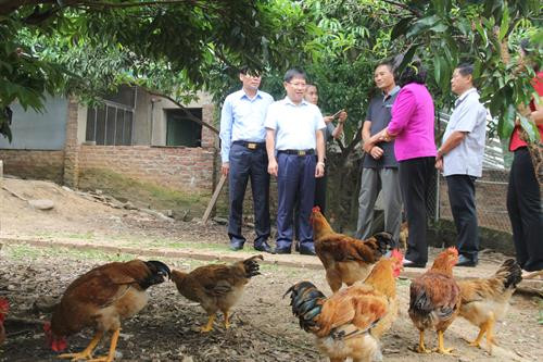 Phó Bí thư Thường trực Thành ủy Hà Nội Ngô Thị Thanh Hằng thăm quan Mô hình trang trại tổng hợp của hộ gia đình ông Đặng Quang Tiến ở xã Minh Phú, huyện Sóc Sơn (Hà Nội).