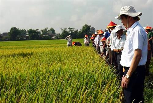 Nông dân tham quan cánh đồng sản xuất lúa giống ở xã Phước Hưng, huyện Tuy Phước, tỉnh Bình Định. Ảnh: baobinhdinh.vn Nông dân tham quan cánh đồng sản xuất lúa giống ở xã Phước Hưng, huyện Tuy Phước, tỉnh Bình Định. Ảnh: baobinhdinh.vn