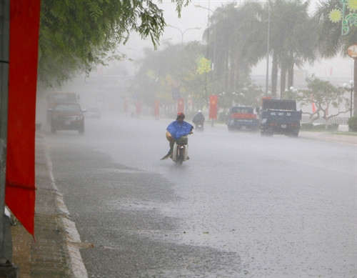 Đây được ví như "cơn mưa vàng" của người dân Hậu Giang.
