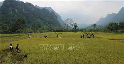 Cánh đồng lúa Rục Làn đang vào độ chín vàng. Ảnh:TTXVN