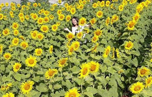 Du khách chụp ảnh lưu niệm tại vườn hoa hướng dương. Ảnh: Hồng Điệp - TTXVN Du khách chụp ảnh lưu niệm tại vườn hoa hướng dương. Ảnh: Hồng Điệp - TTXVN