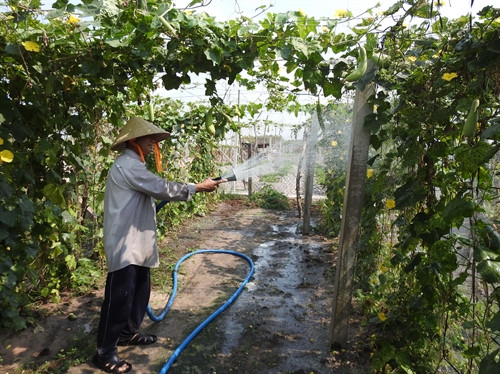 Nông dân huyện Dương Minh Châu chăm sóc ruộng mướp vụ 3.