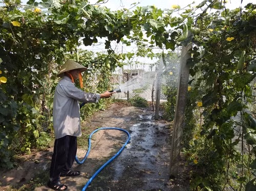 Nông dân huyện Dương Minh Châu chăm sóc ruộng mướp vụ 3.