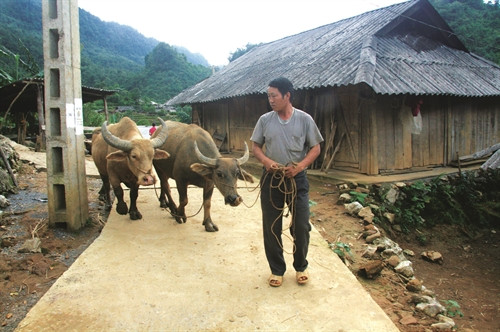 Sinh năm 1973, trưởng bản Chang A Kỷ rất tích cực phát triển kinh tế để nâng cao đời sống gia đình