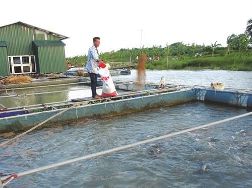 Có thể dùng một số chế phẩm vi sinh để cải thiện môi trường nuôi cá nhưng phải tìm hiểu rõ nguồn gốc và tác dụng
