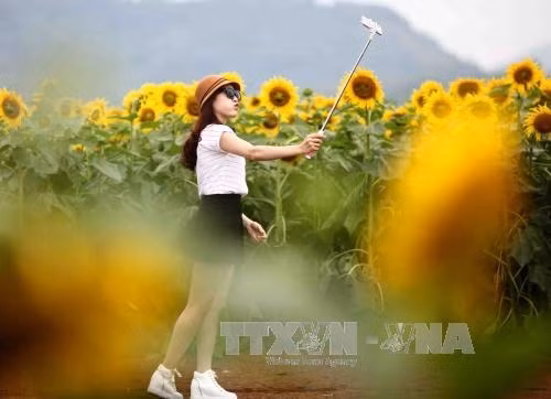 Cánh đồng hoa hướng dương ở Nghĩa Đàn (Nghệ An) ảnh 11