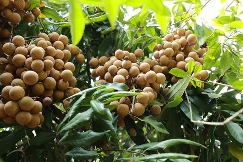 Được sự hỗ trợ của Trung tâm Phát triển cây trồng Hà Nội trong việc áp dụng quy trình VietGAP, đặc biệt là sử dụng chế phẩm nano bạc phòng ngừa sâu bệnh hại nên chất lượng nhãn chín muộn Hà Nội được nâng lên, mã quả sáng, bóng và đẹp hơn. Ảnh: Lê Lan Hương