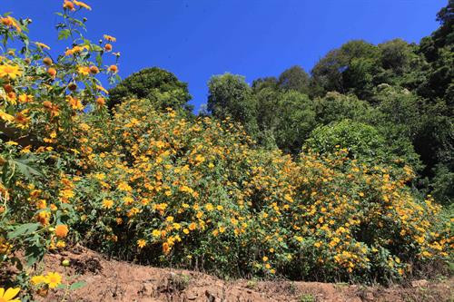 Hoa dã quỳ mọc ven sườn núi tạo thành bức tường hoa độc đáo. Ảnh: Lê Hữu Quyết – TTXVN Hoa dã quỳ mọc ven sườn núi tạo thành bức tường hoa độc đáo. Ảnh: Lê Hữu Quyết – TTXVN