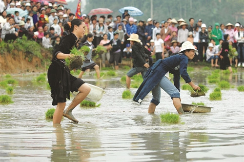 Hội thi cấy lúa diễn ra hào hứng Hội thi cấy lúa diễn ra hào hứng