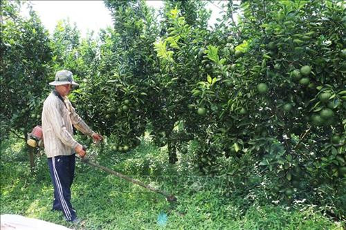 Anh Chánh phát cỏ bằng máy có lưỡi cắt được chế bằng giây nhựa, giúp cắt cỏ nhưng không làm cây cam bị thương. Ảnh: Công Mạo-TTXVN Anh Chánh phát cỏ bằng máy có lưỡi cắt được chế bằng giây nhựa, giúp cắt cỏ nhưng không làm cây cam bị thương. Ảnh: Công Mạo-TTXVN