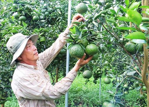 Anh Chánh dùng dây nhựa níu các chùm quả để tránh quả nặng quá làm gãy cành. Ảnh: Công Mạo-TTXVN Anh Chánh dùng dây nhựa níu các chùm quả để tránh quả nặng quá làm gãy cành. Ảnh: Công Mạo-TTXVN