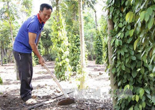 Do không được cấp giấy chứng nhận quyền sử dụng đất nên người dân huyện Buôn Đôn huyện Buôn Đôn (Đắk Lắk) không thể vay vốn để sản xuất. Ảnh: Phạm Cường - TTXVN Do không được cấp giấy chứng nhận quyền sử dụng đất nên người dân huyện Buôn Đôn huyện Buôn Đôn (Đắk Lắk) không thể vay vốn để sản xuất. Ảnh: Phạm Cường - TTXVN