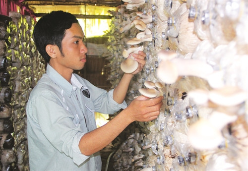 Anh Nguyễn Thành Ngân ở xã Phú Hữu thu hoạch nấm bào ngư Nhật