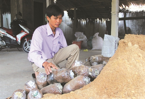 Trộn mùn cưa với cám gạo làm bao phôi cấy nấm bào ngư.